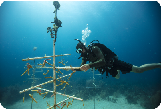 PADI Coral Reef Conservation