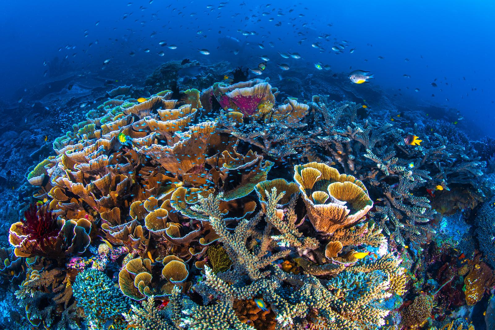best dive sites in the world-CORAL GARDENS