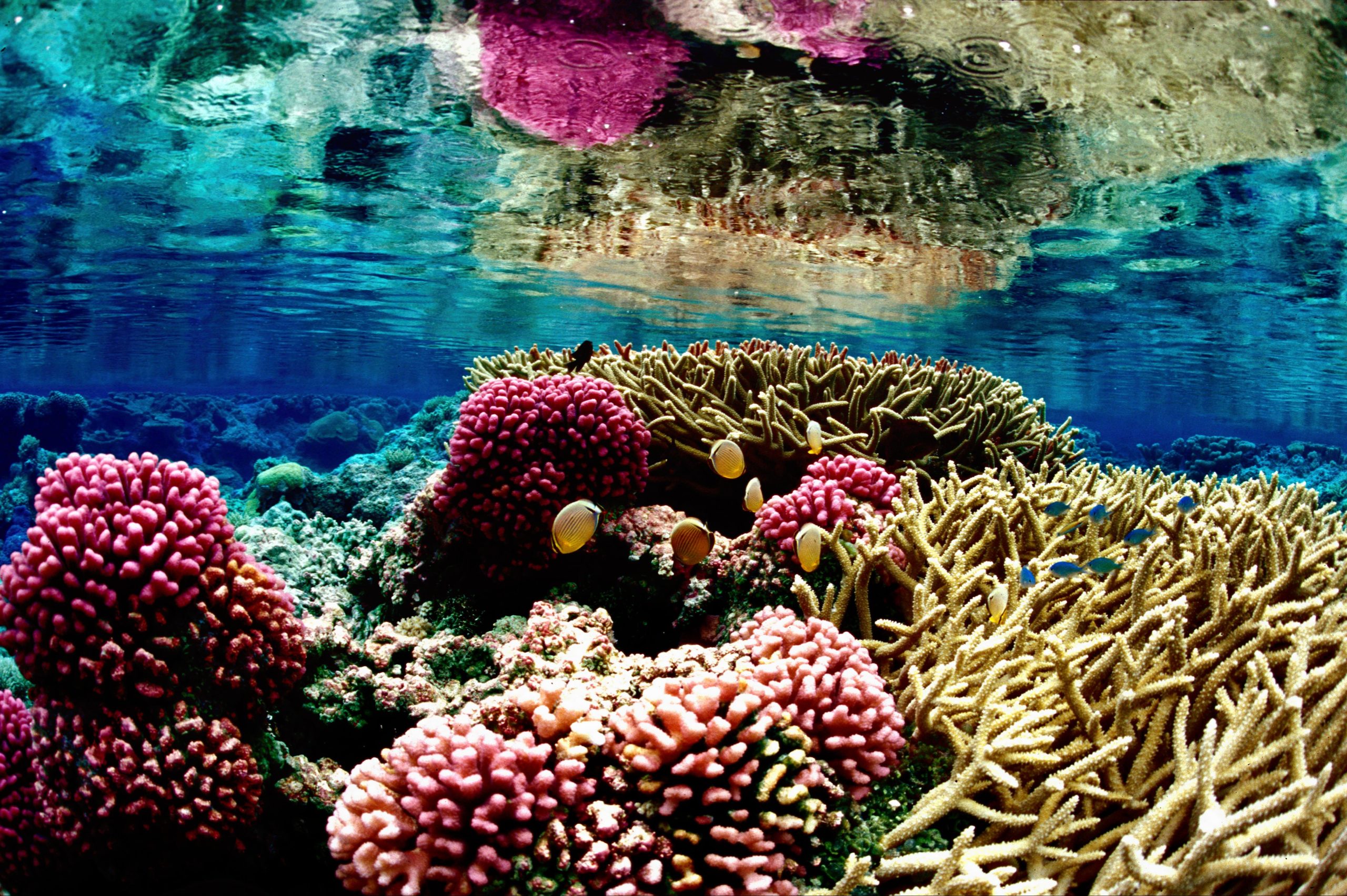 best dive sites in the world-ANEMONE GARDENS